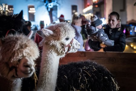 Bajkowy zamek w świątecznej odsłonie. Sobota pełna magii, w niedzielę kolejne atrakcje