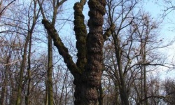 Park Zamkowy późną jesienią
