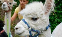 Hobby horse i konne przejażdżki na raciborskim zamku (1)