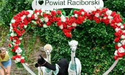 Hobby horse i konne przejażdżki na raciborskim zamku (2)