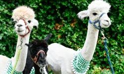Hobby horse i konne przejażdżki na raciborskim zamku (7)