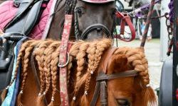 Hobby horse i konne przejażdżki na raciborskim zamku (8)