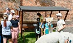 Hobby horse i konne przejażdżki na raciborskim zamku (11)