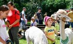 Hobby horse i konne przejażdżki na raciborskim zamku (33)