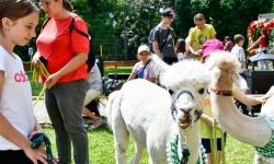 Hobby horse i konne przejażdżki na raciborskim zamku (34)