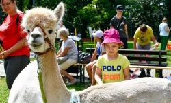 Hobby horse i konne przejażdżki na raciborskim zamku (35)