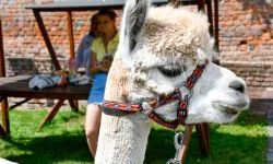 Hobby horse i konne przejażdżki na raciborskim zamku (36)