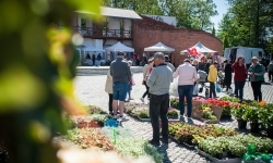 Wiosenny jarmark na raciborskim zamku za nami. Przed nami koncert i turniej rycerski (10)