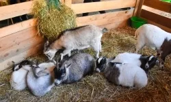 Pociąg Świątecznych Marzeń zawitał do Raciborza! (6)