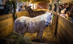Bajkowy zamek w świątecznej odsłonie. Sobota pełna magii, w niedzielę kolejne atrakcje (14)