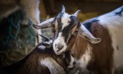 Bajkowy zamek w świątecznej odsłonie. Sobota pełna magii, w niedzielę kolejne atrakcje (16)