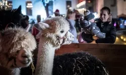Bajkowy zamek w świątecznej odsłonie. Sobota pełna magii, w niedzielę kolejne atrakcje (8)