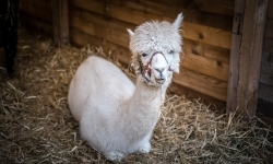 Bajkowy zamek w świątecznej odsłonie. Sobota pełna magii, w niedzielę kolejne atrakcje (10)