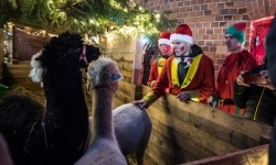 Bajkowy zamek w świątecznej odsłonie. Sobota pełna magii, w niedzielę kolejne atrakcje (11)