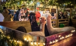 Bajkowy zamek w świątecznej odsłonie. Sobota pełna magii, w niedzielę kolejne atrakcje (18)