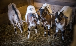 Bajkowy zamek w świątecznej odsłonie. Sobota pełna magii, w niedzielę kolejne atrakcje (5)