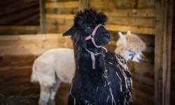 Bajkowy zamek w świątecznej odsłonie. Sobota pełna magii, w niedzielę kolejne atrakcje (6)