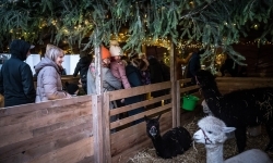 Bajkowy zamek w świątecznej odsłonie. Sobota pełna magii, w niedzielę kolejne atrakcje (12)