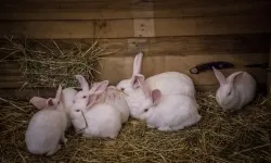 Bajkowy zamek w świątecznej odsłonie. Sobota pełna magii, w niedzielę kolejne atrakcje (8)