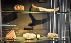Podr&oacute;ż do epoki lodowcowej na Zamku Piastowskim za nami! (17)