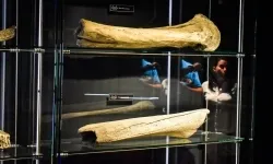 Podr&oacute;ż do epoki lodowcowej na Zamku Piastowskim za nami! (8)