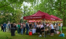 Hrabina wr&oacute;ciła do Krowiarek (8)