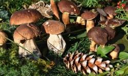 Bezpieczne Grzybobranie (36)