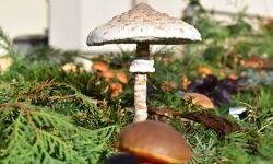 Bezpieczne Grzybobranie (27)