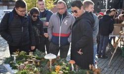 Bezpieczne Grzybobranie (6)